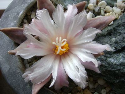 Ariocarpus retusus