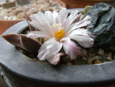 Ariocarpus retusus