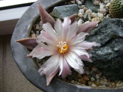 Ariocarpus retusus