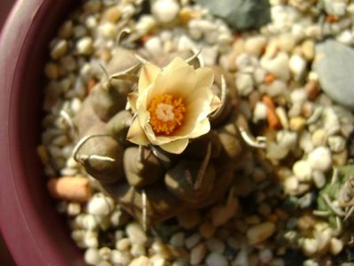 Turbinicarpus macrochele v. screvispinum