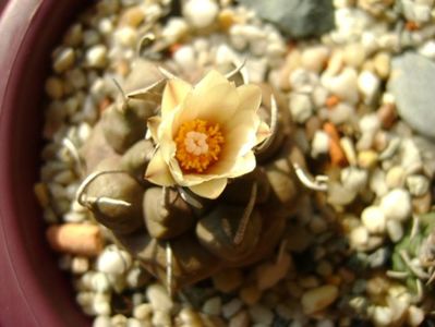 Turbinicarpus macrochele v. screvispinum