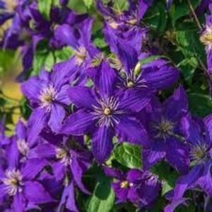 clematis rhapsody, clematite.ro