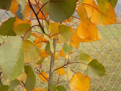 populus Purple Tower