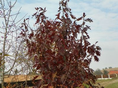 quercus Rubra