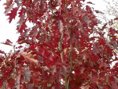 quercus Rubra