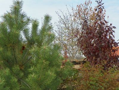 pinus nigra si quercus Rubra