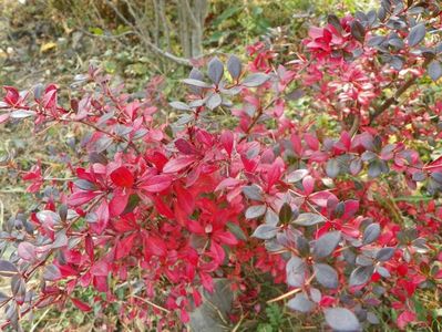 berberis Red Jewel