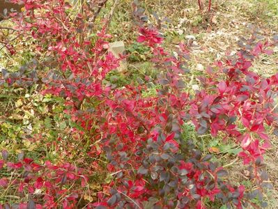 berberis Red Jewel