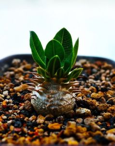 Pachypodium densiflorum