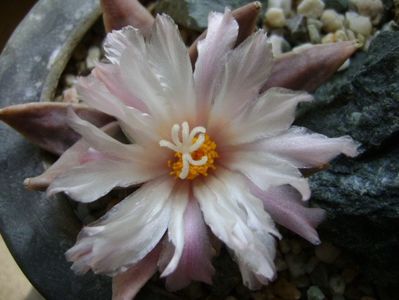 Ariocarpus retusus