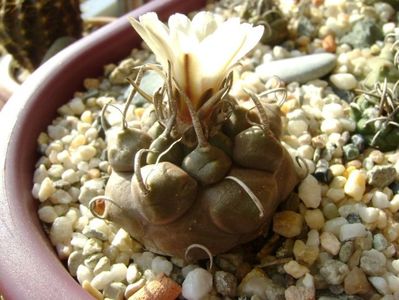 Turbinicarpus macrochele v. screvispinum