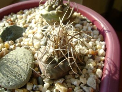 Turbinicarpus macrochele v. kupcakii