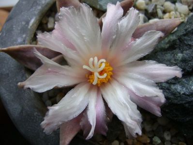 Ariocarpus retusus