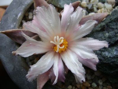 Ariocarpus retusus