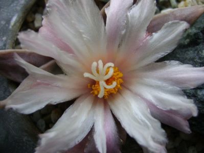 Ariocarpus retusus