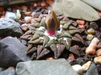 Ariocarpus kotschoubeyanus v. albiflorus