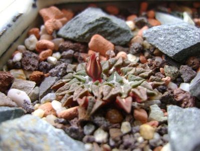 Ariocarpus kotschoubeyanus v. macdowellii