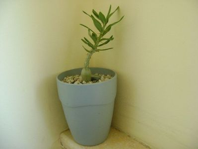 Pachypodium bispinosum