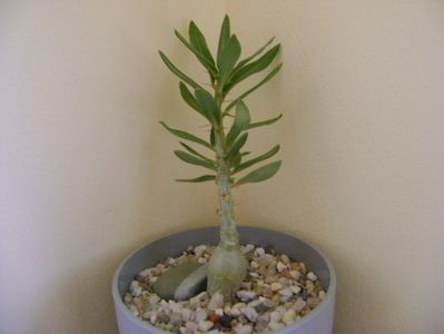 Pachypodium bispinosum