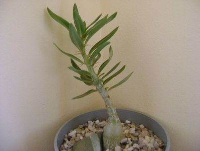 Pachypodium bispinosum