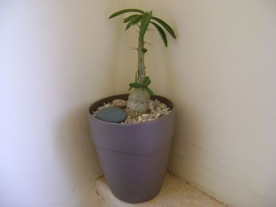 Pachypodium succulentum