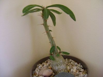 Pachypodium succulentum