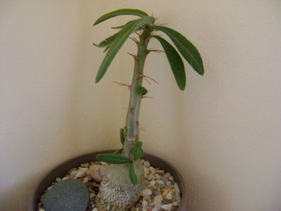 Pachypodium succulentum