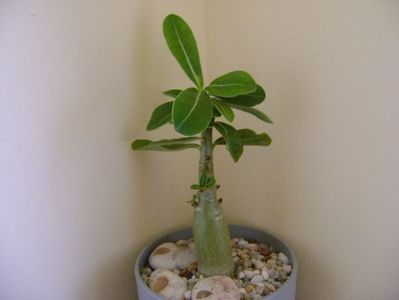 Adenium obesum “Star Of Black Night”