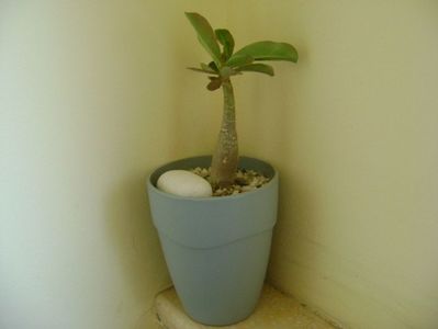 Adenium obesum “YellowSoon”