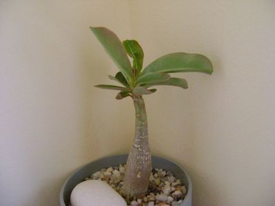 Adenium obesum “YellowSoon”