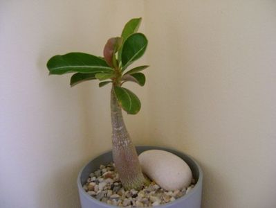 Adenium obesum “YellowSoon”