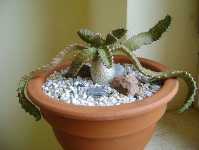 Euphorbia stellata