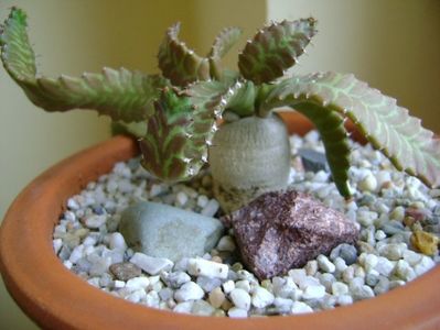 Euphorbia stellata