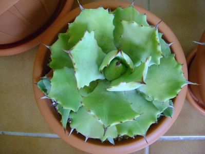 Agave isthmensis