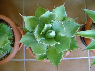 Agave seemanniana