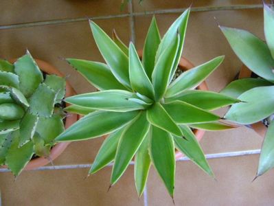 Agave desmettiana variegata