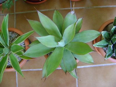 Agave ovatifolia