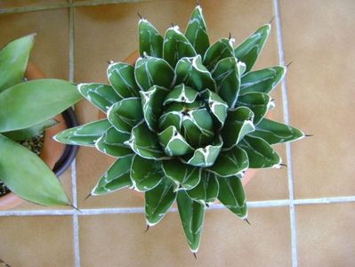 Agave victoriae-reginae