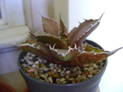 Agave titanota