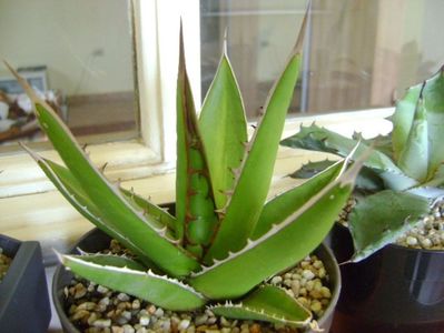 Agave horrida