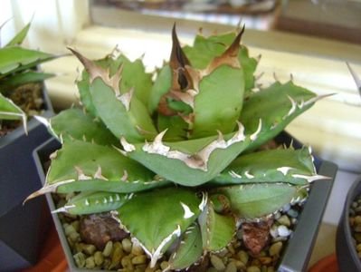 Agave titanota