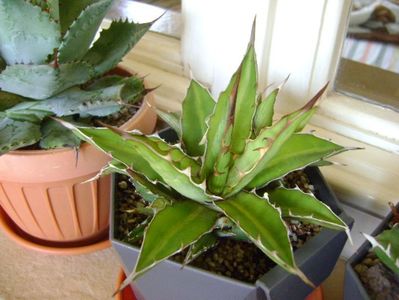 Agave xylonacantha