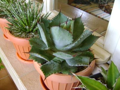 Agave guadalarajana minor