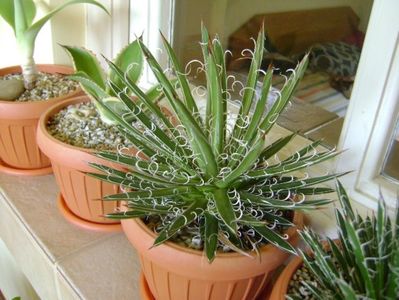 Agave x. leopoldii (A. filifera and A. filifera ssp. schidigiera)