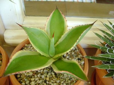 Agave mitis multicolor