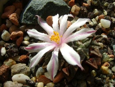 Ariocarpus kotschoubeyanus v. albiflorus