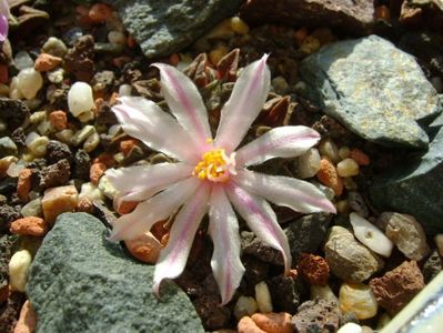 Ariocarpus kotschoubeyanus v. albiflorus