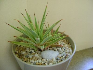 Agave striata nana