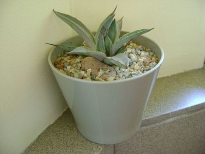 Agave macroacantha