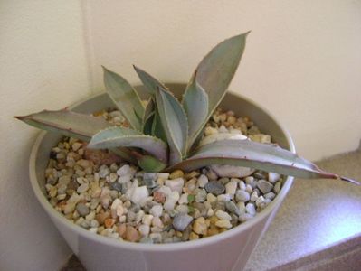 Agave macroacantha